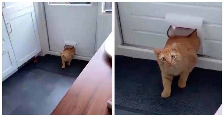 貓咪鑽進門洞才發現，自己進錯了家門，還和人家對視一會：泥是誰？