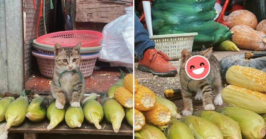 貓咪在菜攤前幫主人賣玉米，面對眾人面不改色：只賣玉米不賣身