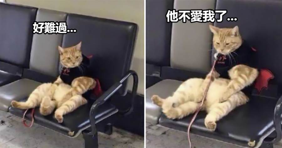 車站接到女友后卻把貓咪忘了，在候車廳找到它時，直接笑翻了，貓：我不該在這的...