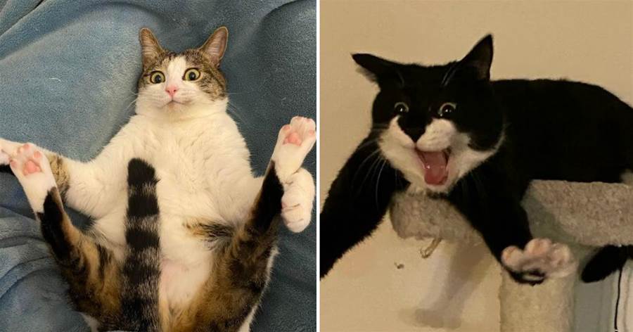 33張「憨貓」趣圖，被國外網友瘋傳，養貓真的太快樂了