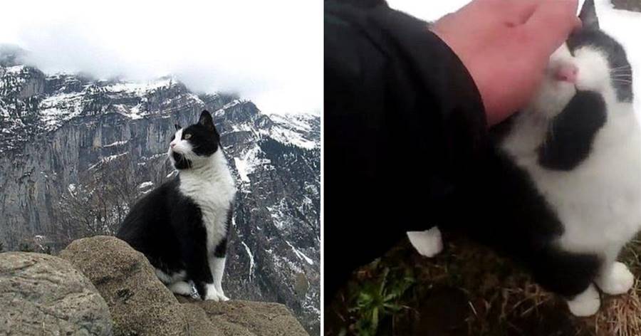 遊客在山上迷路，卻遇到「熱心腸」貓貓充當向導，貼心指引帶下山：放心，有我在~