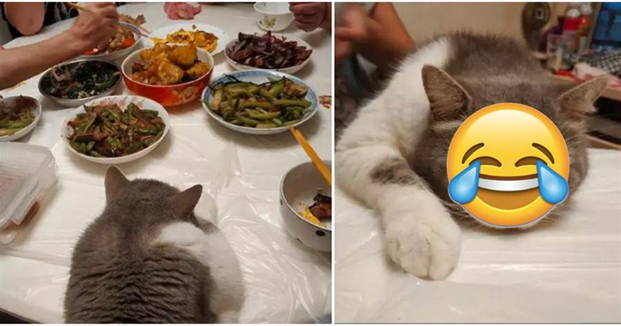 主人在桌上大魚大肉，貓咪卻只能眼巴巴看著，想吃的眼神把奶奶都逗笑了！