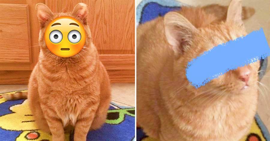 貓咪天生「超誇張大眼」，照片仿佛「漫畫喵」吸引無數網友：「這真的存在嗎？？」